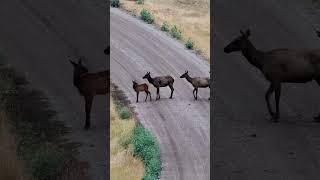 Crooked Creek Ranch  montana realestate elkhunting huntingproperty [upl. by Stephanus389]