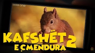 Kafshët e Çmendura  E2 [upl. by Ardnekahs]