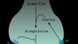 biosynthesis and catabolism of acetylcholine malayalam lectureMedicinal chemistry 1kuhsbpharm [upl. by Lorne]