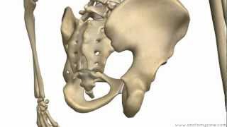 Bones of the Pelvis  Hip Bones  Anatomy Tutorial [upl. by Idnarb11]