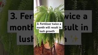 Boston Fern Care Guide bostonfern fern indoorplants [upl. by Sharyl]