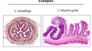 Physiologie du tube digestif partie 2 [upl. by Etterual]