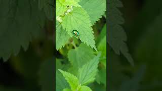 An iridescent Deadnettle Leaf Beetle trying to shelter from the wind [upl. by Spike]