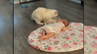 Moment mother cat tries to introduce kitten to family baby [upl. by Cuhp400]