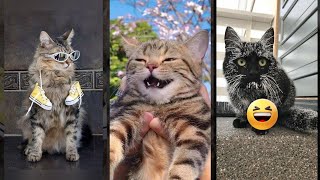 Cute Animals 😹 cat 😹 HelloKittyCats Part 9530 [upl. by Hardunn]