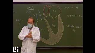 Anatomie générale 3  Appareil circulatoire General anatomy of the circulatory system [upl. by Rozina]