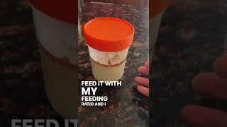 Sourdough starter tips and tricks You didn’t kill it and you don’t have to feed it so often [upl. by Ellord]