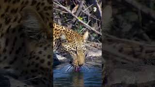 Leopard Drinks From A Well wildlife animals africanwildlife leopard [upl. by Yhtuv13]