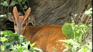 A curious barking deer [upl. by Aleuname]