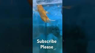 Giant Gourami youtubeshorts fish [upl. by Arytal860]