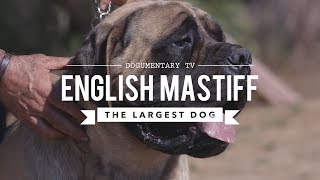 ALL ABOUT THE ENGLISH MASTIFF THE WORLDS LARGEST DOG [upl. by Lancelle193]