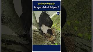 ఇండియా కాకులను కెన్యా ఎందుకు చంపేస్తోంది  Why Kenya is Eradicating Indian Crows  ap7am [upl. by Arahahs]