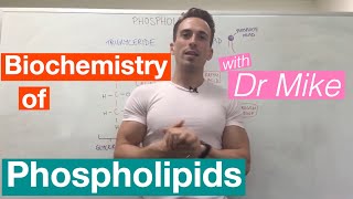 Phospholipids  Biochemistry [upl. by Nikolaus]