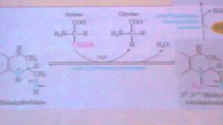 Protein metabolism 7 Creatine  amino acid 1 glycineampalanine [upl. by Barde514]