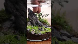 Making a minimalist terrarium with aquatic plants [upl. by Harifaz560]