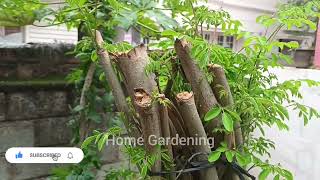 New leaves emerging from Moringa tree [upl. by Nelehyram]