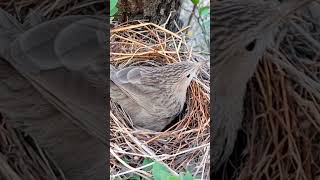 Babbler Family Moments BabblerBirds BirdWatching [upl. by Almeeta]