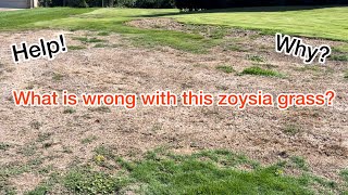 Why is this zoysia grass dying [upl. by Auohp]