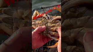 Puget Sound Winter Crab [upl. by Nnyleak]