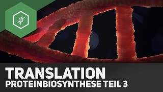 Die Translation  Proteinbiosynthese Teil 3 [upl. by Tabina]