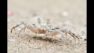 Facts The Sand Bubbler Crab [upl. by Safko]