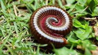 Subphylum Myriapoda Part 2 Diversity of Centipedes and Millipedes [upl. by Hong873]