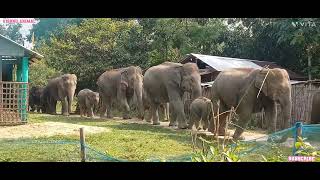 elephant 🐘 beby my Village 2024 elephant elephantlove elephantvideo shortsfeed 6 November 2024 [upl. by Fendig]