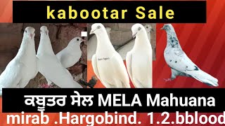 kabootar sale  Mirab  Hargobindjasbir badal Wale Mela mahuana9478649505 [upl. by Woehick732]