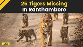 Ranthambore Tiger Crisis 25 Tigers Missing Chief Wildlife Warden Pavan Kumar Upadhyay Speaks Out [upl. by Jevon]