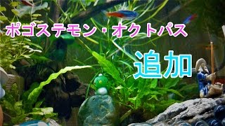 【アクアリウム】60cm水槽 15 ポゴステモン・オクトパス [upl. by Ruffi]