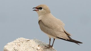 Small Pratincole  Glareola lactea  Birding in Thailand [upl. by Esenwahs]