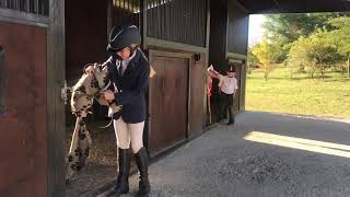 TAYLA HAYWARD  HOBBY HORSE DERBY COMPETITION [upl. by Yuk861]