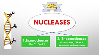 Nucleases  Endonucleases and Exonucleases  DNA manipulative Enzymes  rDNA Technology [upl. by Shellans]