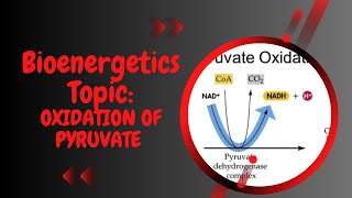 Oxidation of pyruvate l Bioenergetics l XI biology [upl. by Atiuqat]