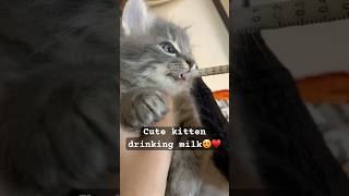 Kitten drinking milk with syringe 🥹♥️ music love cat [upl. by Yurt773]