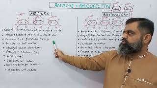 Difference between Amylose amp Amylopectin UrduHindi medium profmasoodfuzailAmylose amylopectin [upl. by Howey901]