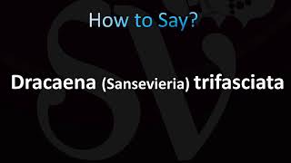 How to Pronounce Dracaena trifasciata Sansevieria [upl. by Assetnoc]