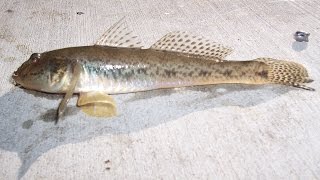 Fishing with Live Mudsuckers for Bait in the Petaluma River [upl. by Hakaber]