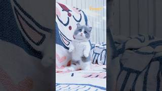 How adorable those kittens are 🌹 cat shortvideo cute funny short funnyvideo [upl. by Nnauol397]