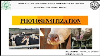 Photosensitization in Animals [upl. by Cindra]