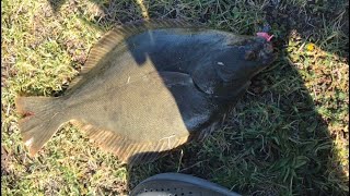 Flounder fishing with lure in Auckland [upl. by Maire]