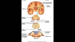 نظرية دكتور ناجى اسكندر فى الفسيولوجى Why Sensory Tracts Cross  King Of Physiology [upl. by Bethina]