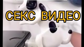 собака секции СЕКЦИИ ВИДЕО 🥰🥰🤪🤪📥💦 [upl. by Norok]