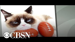 Grumpy Cat dies at age 7 [upl. by Almat803]