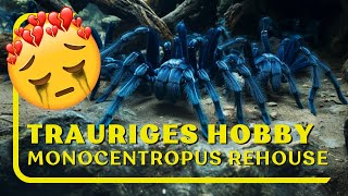 So ist das Hobby eben 😢  Monocentropus balfouri rehouse [upl. by Quickel52]