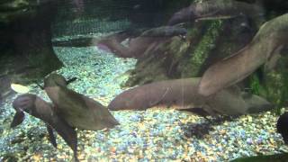 オーストラリアハイギョ（上野動物園）：Australian lungfish Ueno Zoo [upl. by Coltin]