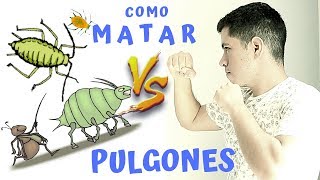 7 MANERAS ORGANICAS PARA ELIMINAR PULGONES [upl. by Camfort668]