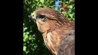 Falconry Family birds [upl. by Ycrep]