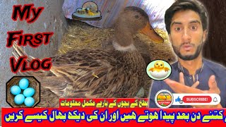 Duck Eggs Hatching Duck Harvesting eggs to chicks 🐣 myfirstvlog myfirstvlogviral myfirstvlog [upl. by Ninnahc]