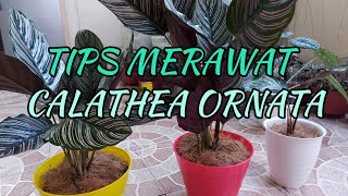 TIPS MERAWAT CALATHEA ORNATA [upl. by Xylon]